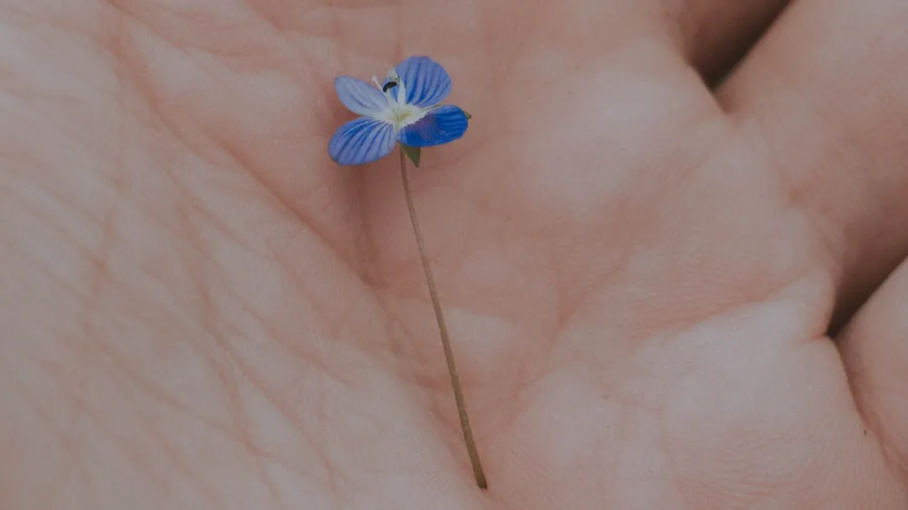 palm of hand holding a flower