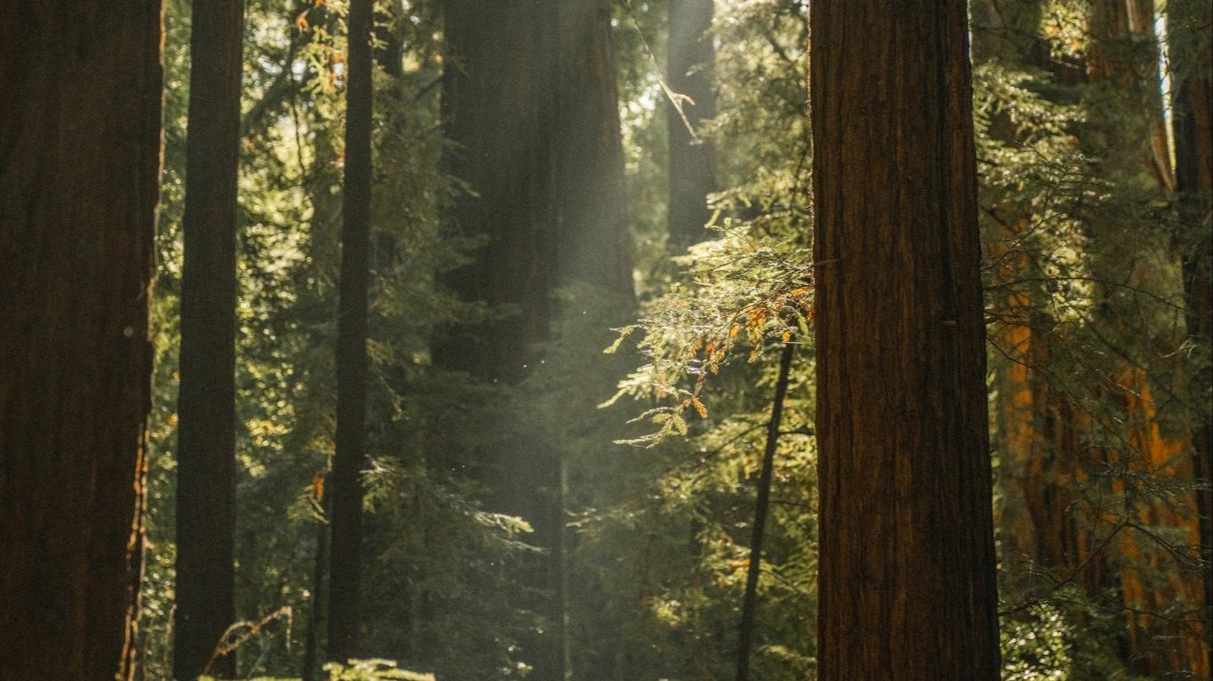 Sunlight filters through towering redwood trees in misty forest