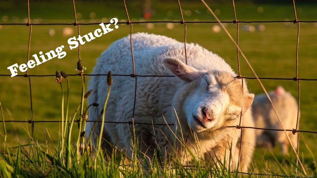 A sheep with its head stuck in a fence
