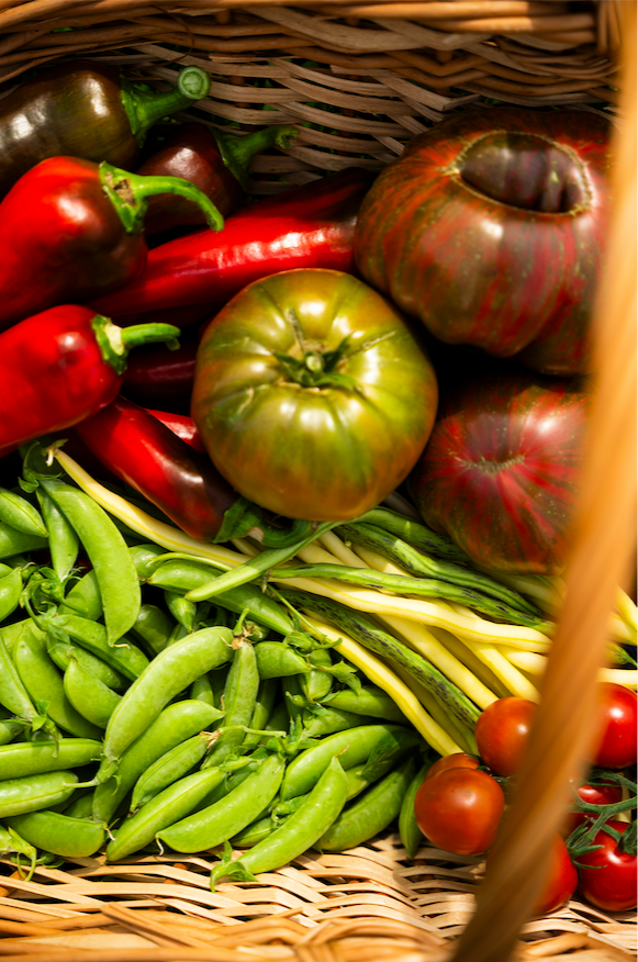 Récolte abondante au potager
