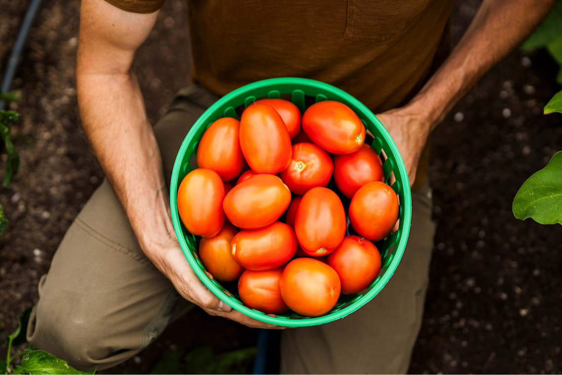 Récolte de tomates