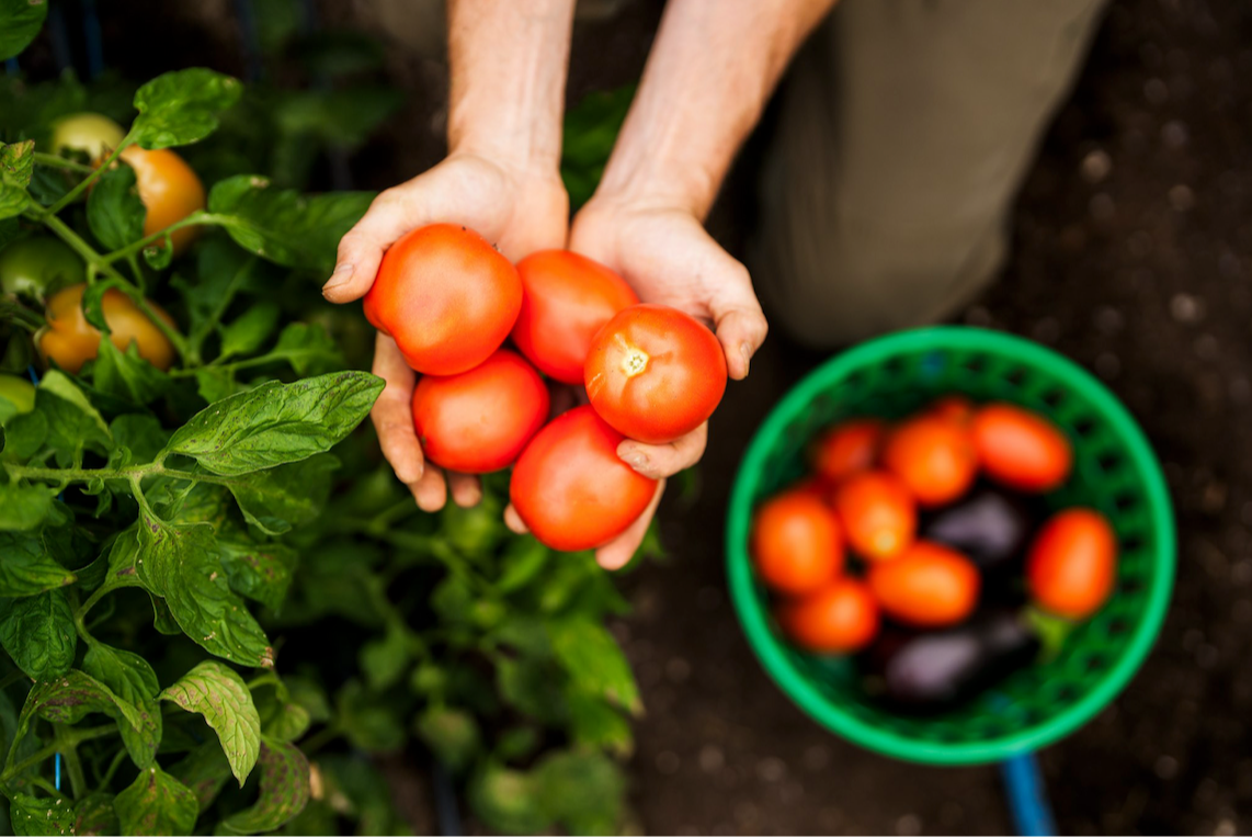 Mains tenant des tomates au potager
