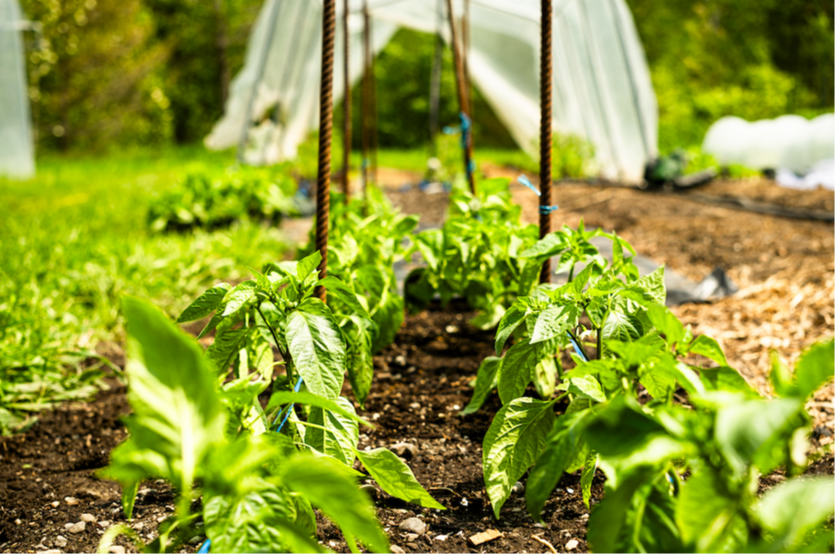 Simplifiez votre jardin potager