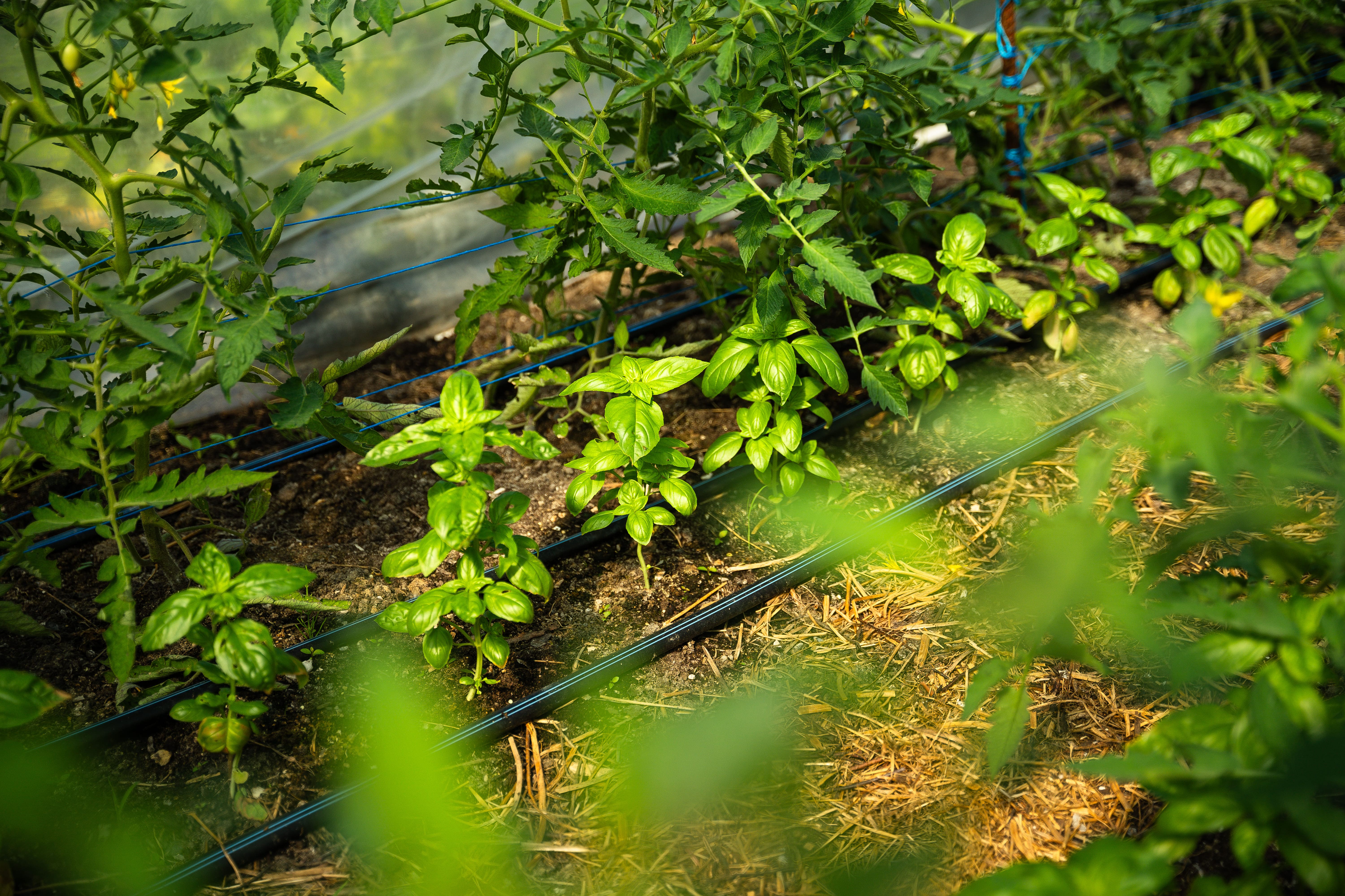 Basilic et tomates