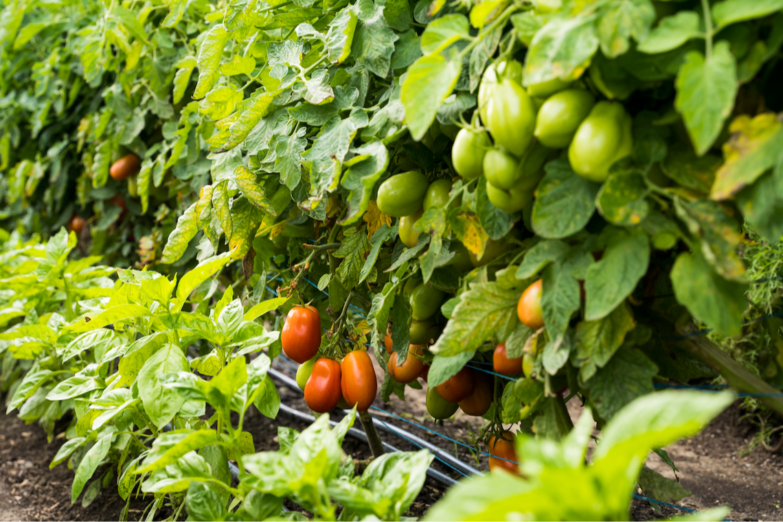 Plants de légumes