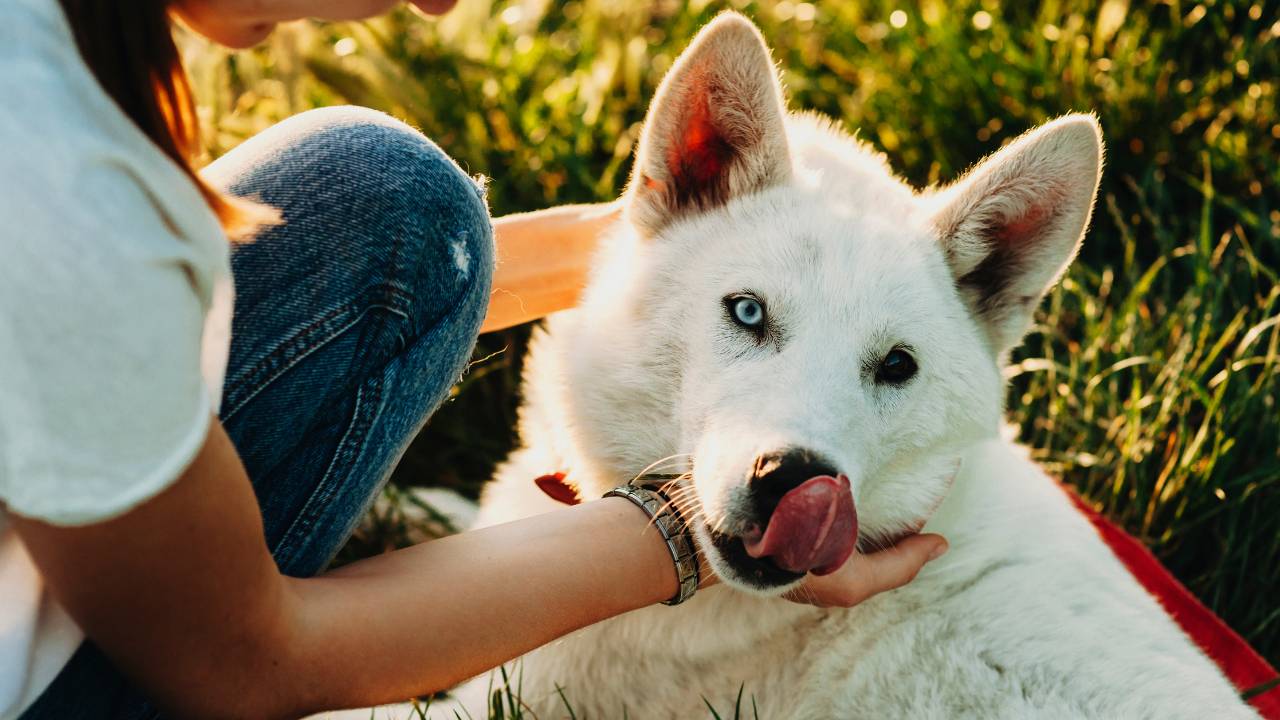 Three Signs To Stop Petting Your Dog