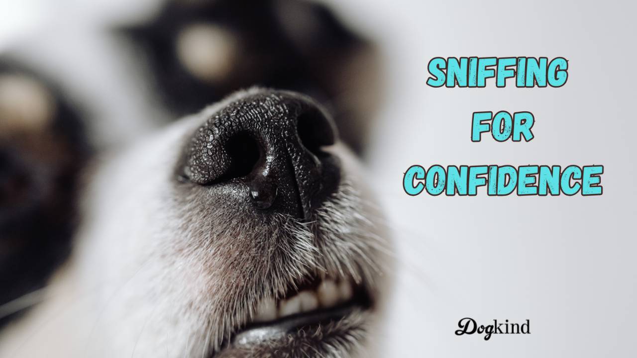 Picture of Dog confidence building with sniffing games
