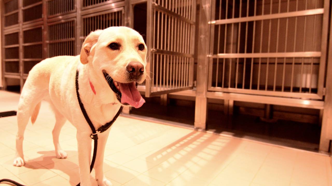 Happy Vet Visits For Dogs Afraid To Enter The Clinic