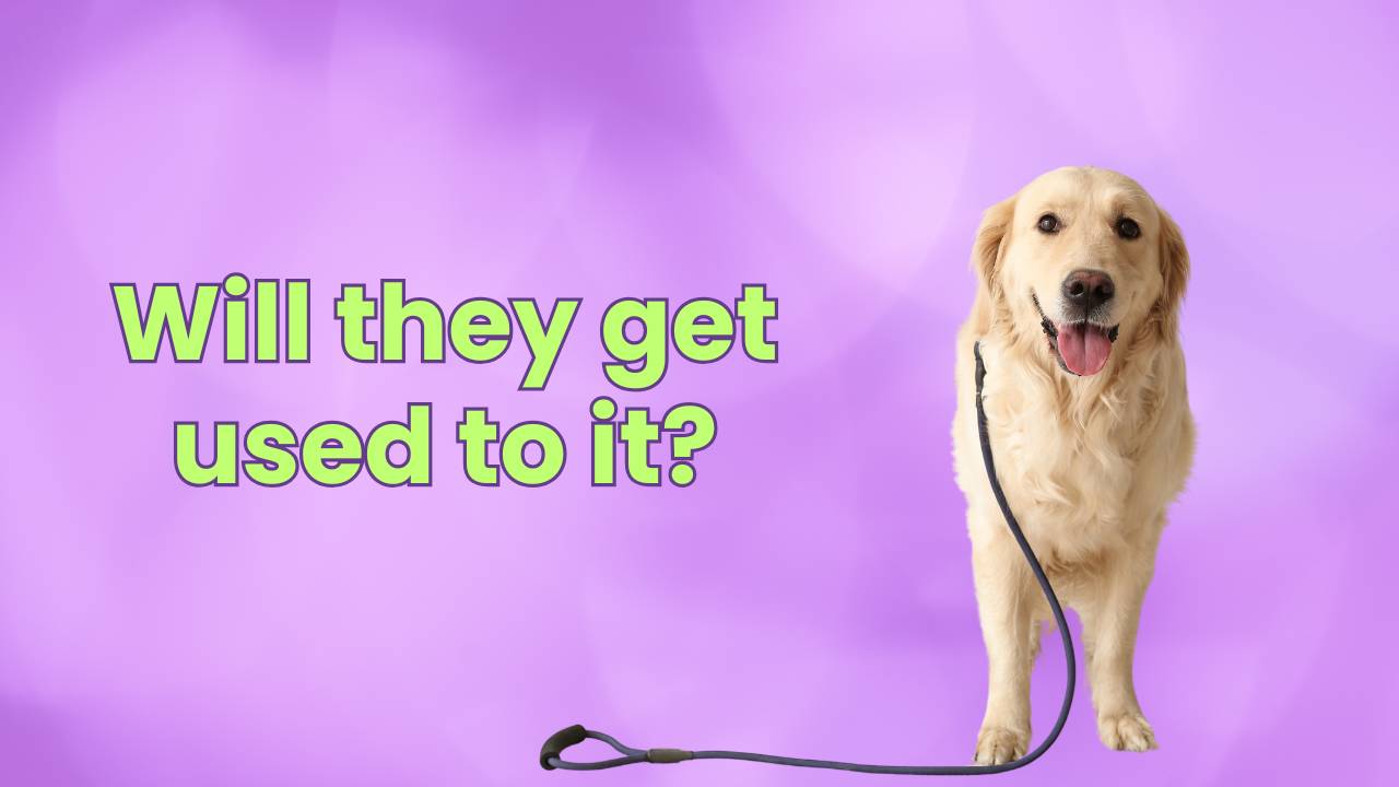 will-your-fearful-dog-get-used-to-the-leash