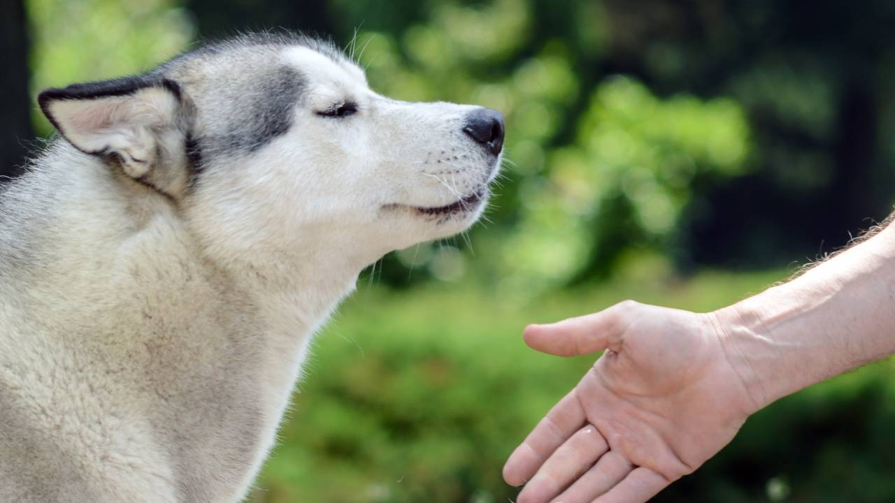 Dog Doesn't Like Petting? 3 Tips