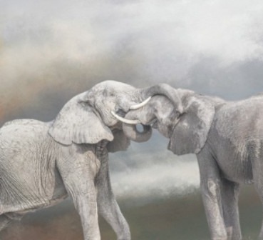 Char's elephant photo after editing