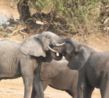 Char's elephant photo before editing