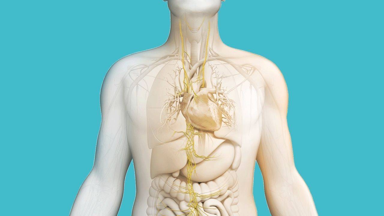 Top 10 Simple Methods to Stimulate Vagus Nerve Function for Wellbeing