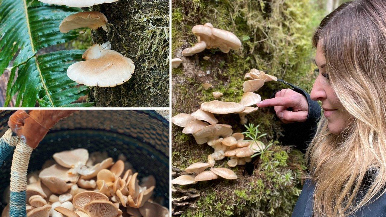 Oyster Mushrooms | Foraging | Rewilding
