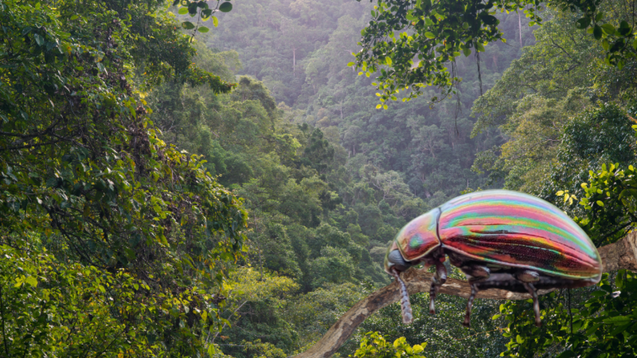 Forest canopy in background with a closeup of an iridescent red and teal beetle in the foreground.