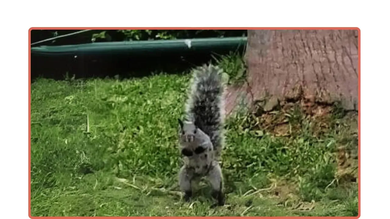 Una ardilla gris parada de dos patas, mirando de frente, en un parque
