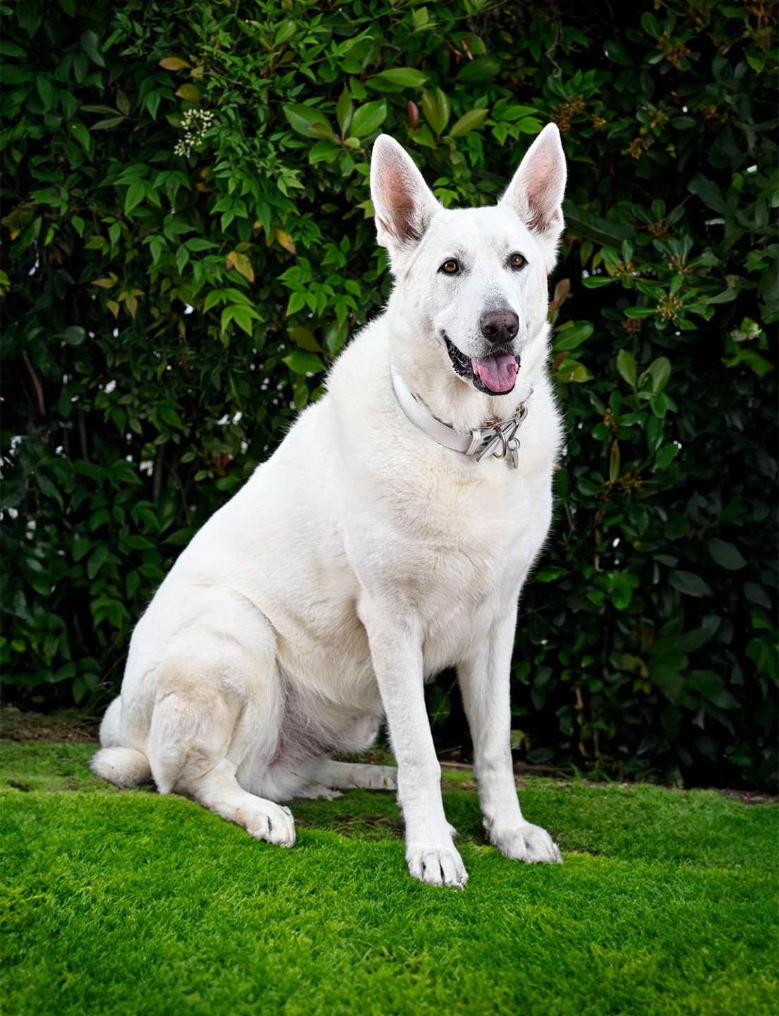 Apollo