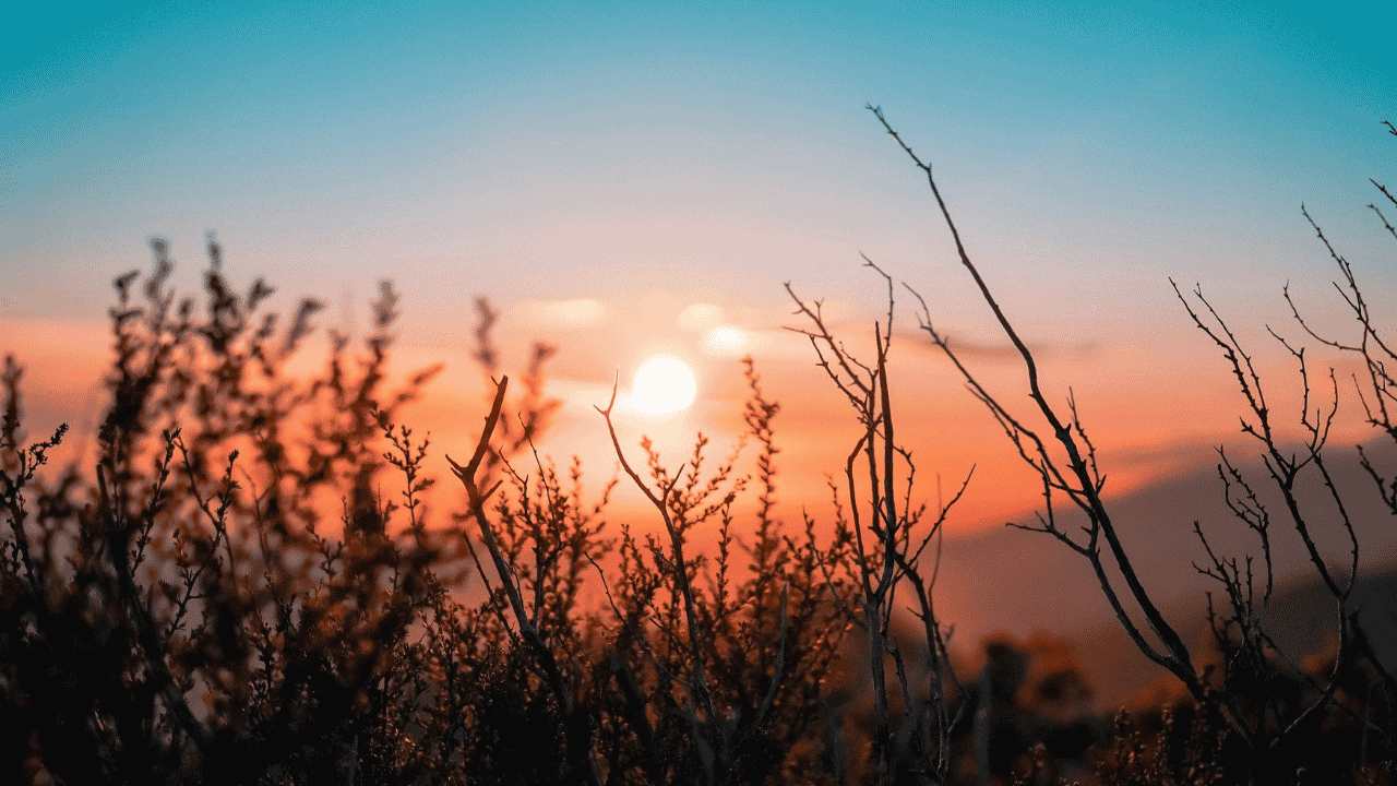 Sunrise comes up over a horizon. The top of the image is blue, fading to a deep orange, and then black at the bottom, where grasses and other plants are in the foreground.