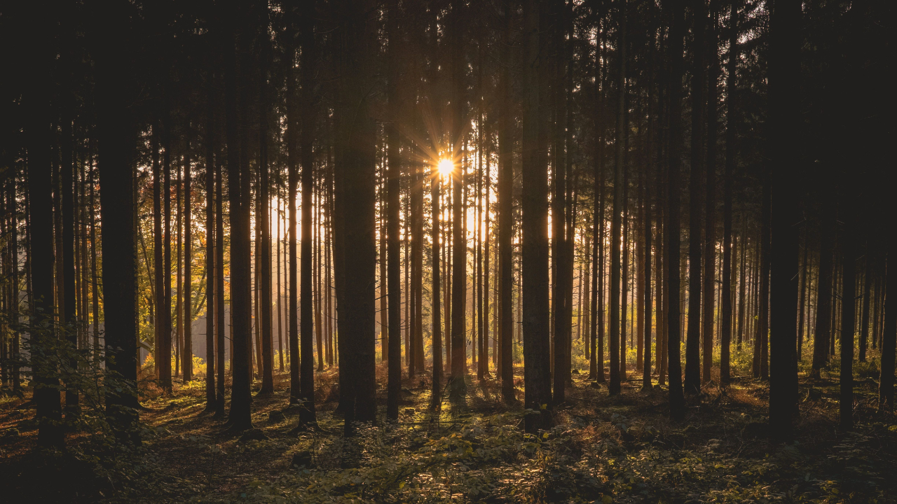 This is a tranquil, landscape photograph of a dense, dark forest captured during sunrise or sunset. The sun sits low in the sky, positioned directly behind the tall, straight trunks of the trees.
