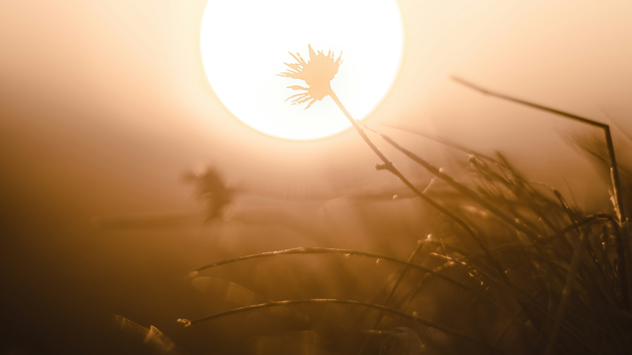 Sun rising over the horizon, representing the role of natural sunlight in circadian health and human biology.