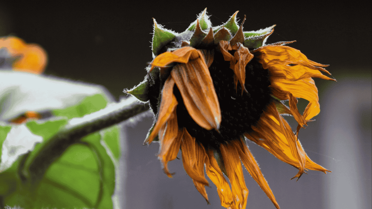 A wilting yellow sunflower in the foreground over a dark background.