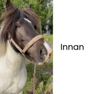 En bild som visar en hästs beteende före och efter övningar från Hästvis