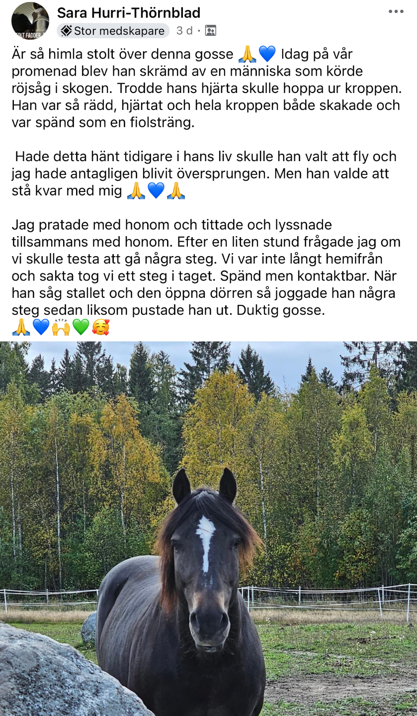 Recension: Förstår du Susanna, vad du hjälper oss att hitta på riktigt? Vilken skillnad det gör, alla kan göra något, vi kan alla gräva där vi står. Det går liksom inte att tänka att man inte skulle vara en del av Hästvisflocken hela livet. Så tack, tack, tack för allt du gre, lär, är!