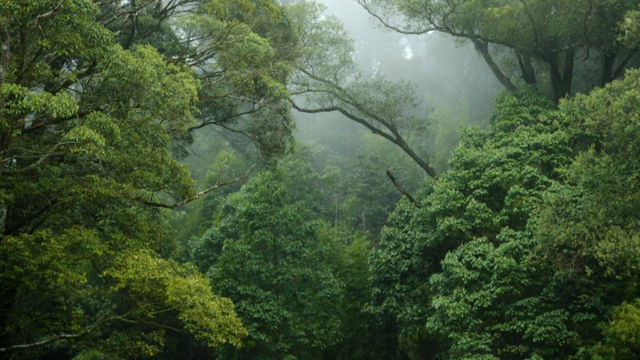 Dense, misty forest canopy with layered green treetops fading into fog, sunlight filtering softly through the haze in the background
