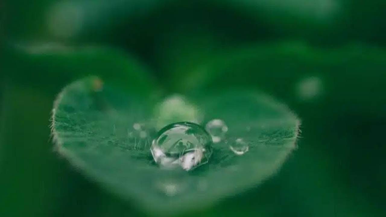 Close-up of a clear water droplet resting on a fuzzy green leaf, with smaller droplets beside it and a soft, blurred green background.