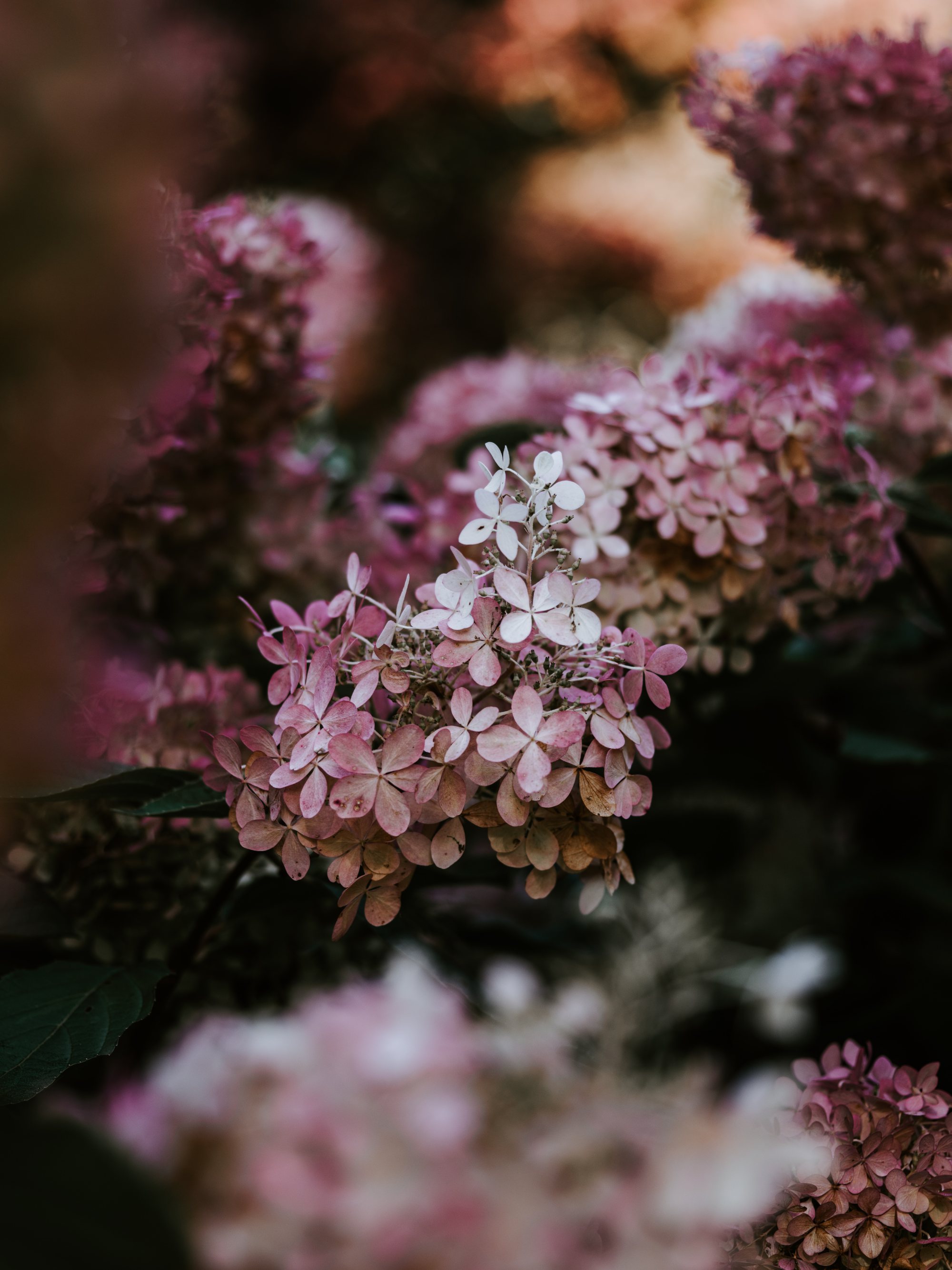 Rosa hortensia i dempet høstlys