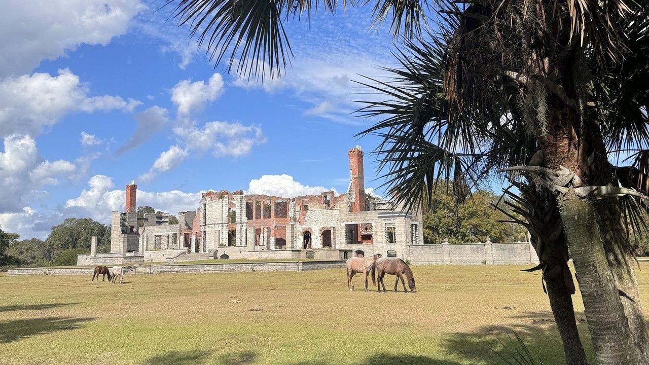 Wild horses grazing in front of the Dungeness ruins on Cumberland Island.