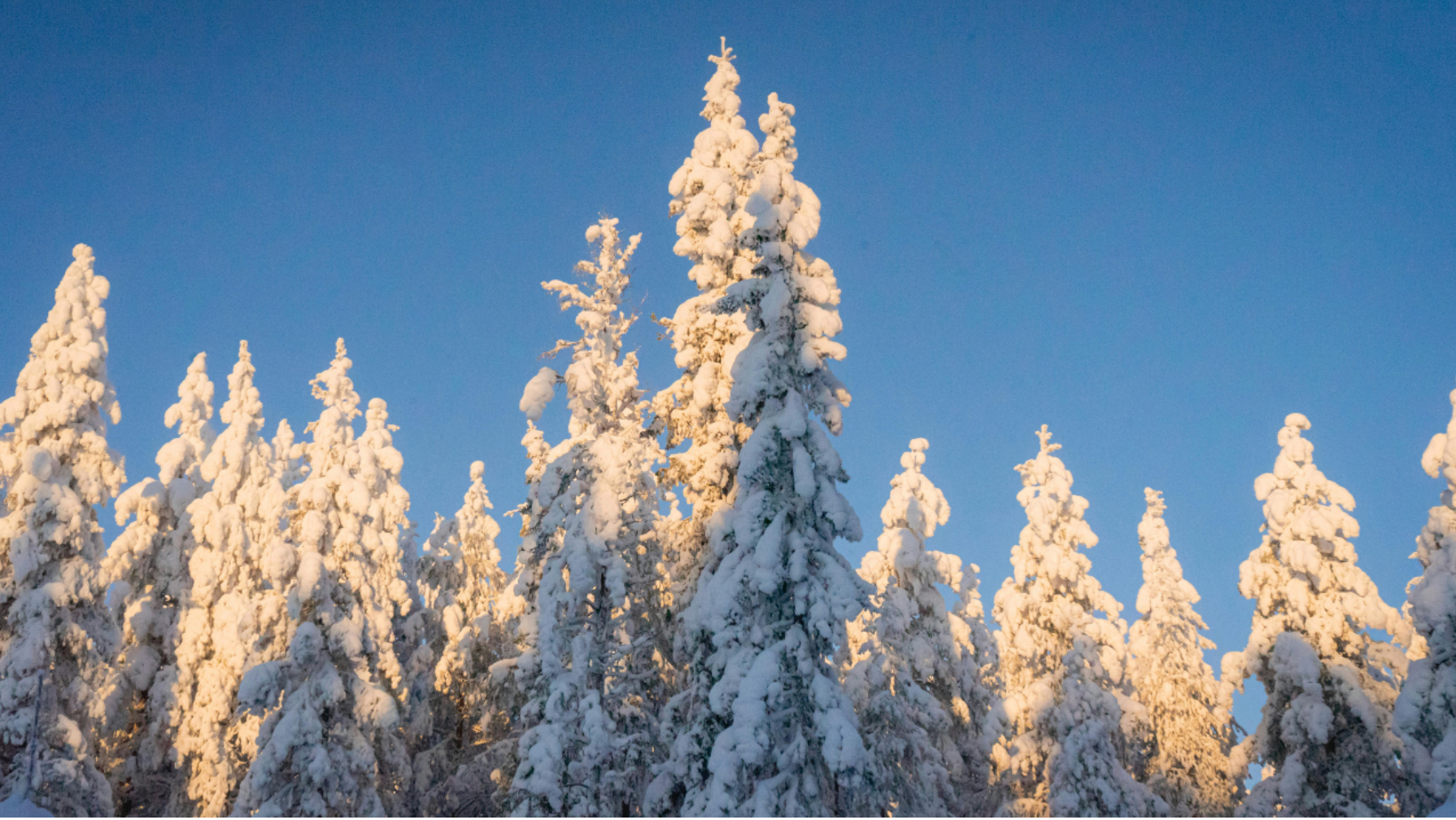 “What’s Your Reindeer Name?” - Four Days in the Arctic Circle