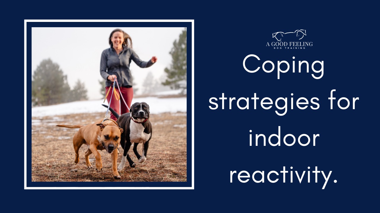 View of Coping Strategies for Indoor Dog Reactivity
