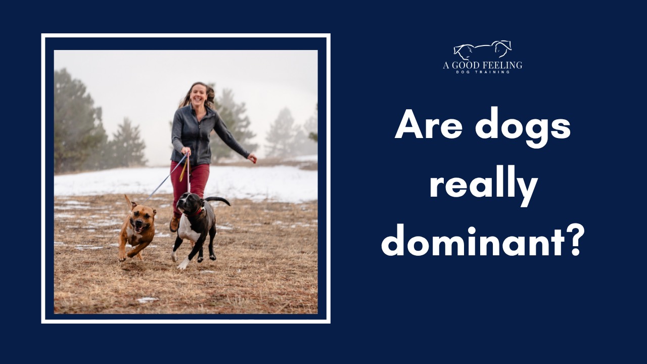 Are dogs really dominant?