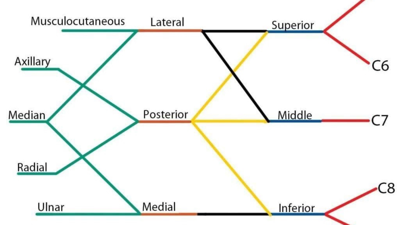 Brachial Plexus and Suprascapular Nerve
