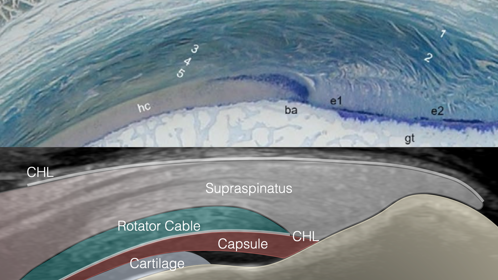 Shoulder Anatomy