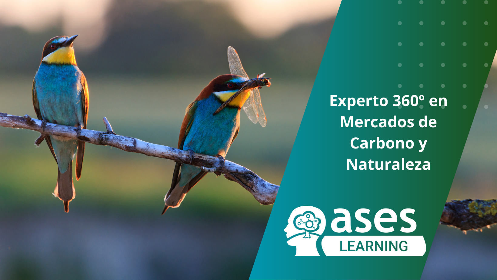 Curso mercados de carbono y naturaleza