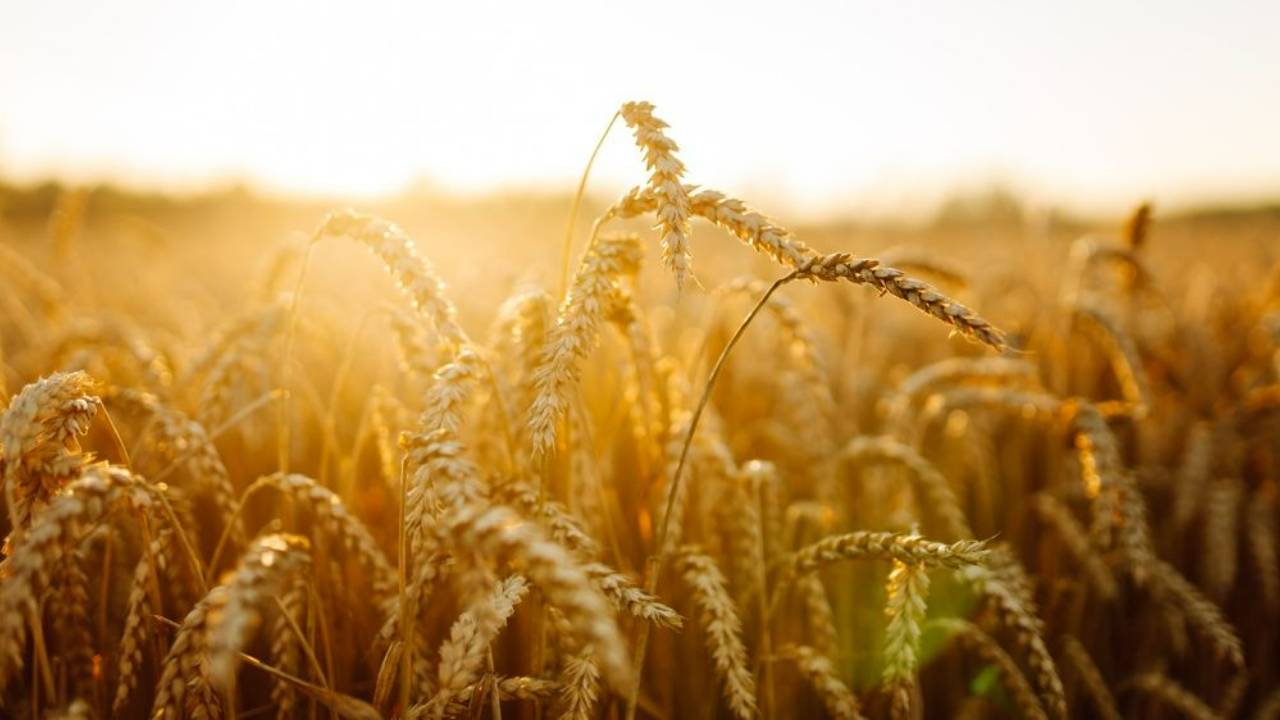 wheat stalks in golden afternoon light