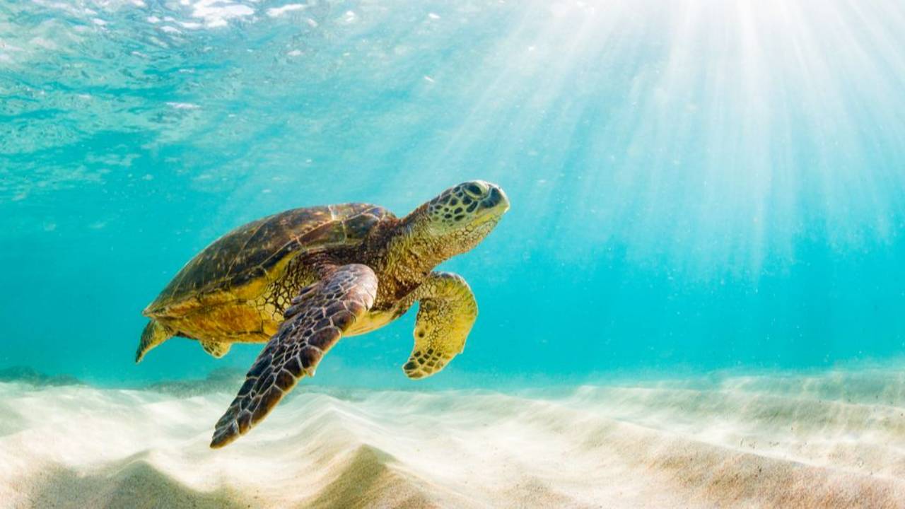 Hawaiian sea turtle swimming