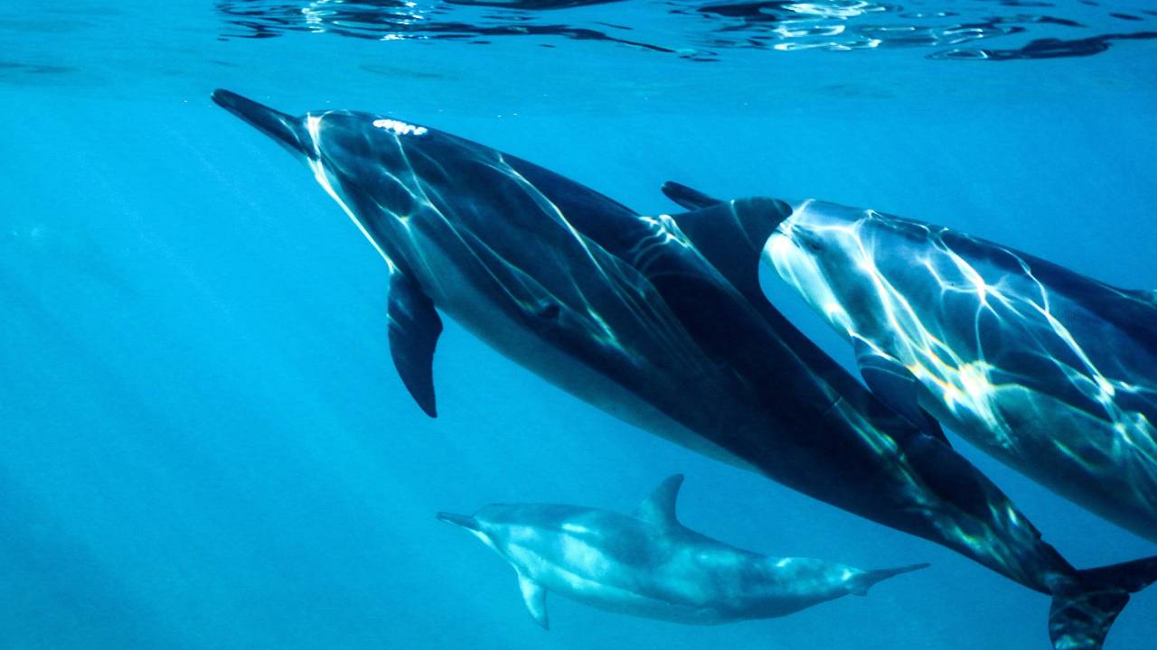 dolphin Lemuria