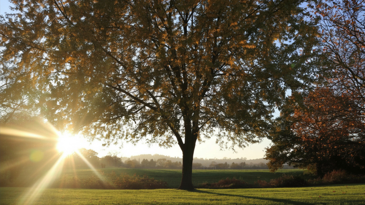 Sunlight shining through trees symbolizing growth, healing, self-awareness, and discovering strength within old patterns