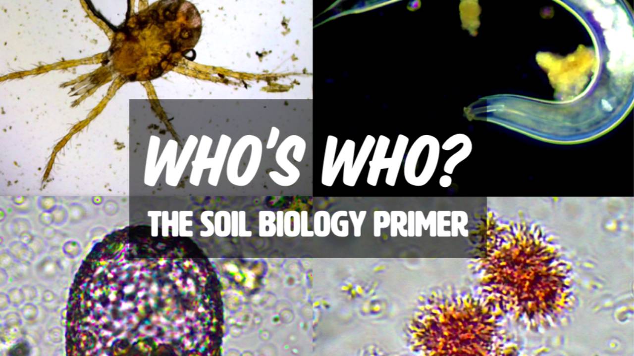 Who's Who? the Soil Biology Primer