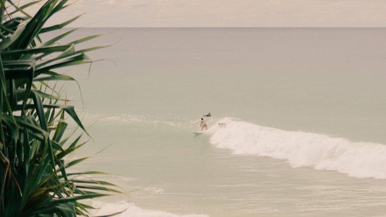 Surfer on waves with pandanus palm - sponsored by Kajabi