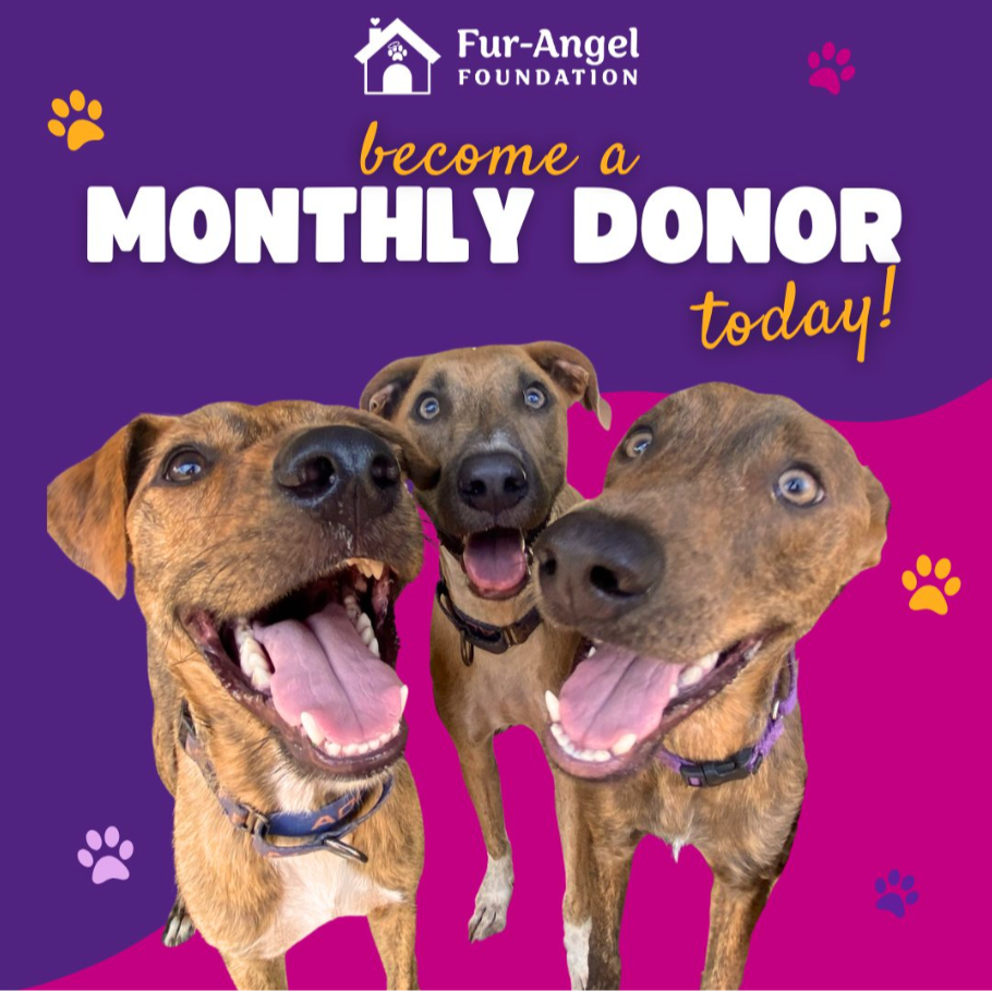 Fur Angel Foundation