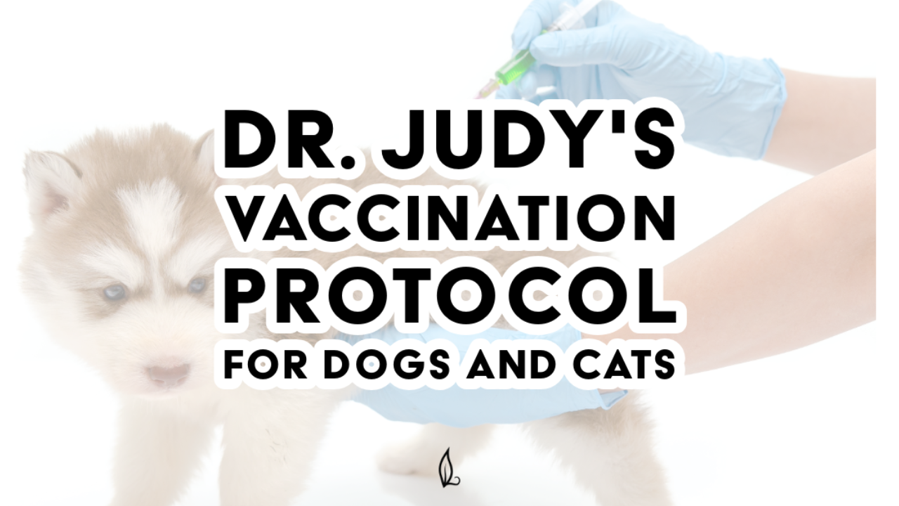 A veterinarian in blue scrubs holds a puppy while administering a vaccine, providing essential care as part of the recommended schedule from Dr. Judy’s Vaccination Protocol for Dogs and Cats. Bold text reads: Dr. Judy’s Vaccination Protocol for Dogs and Cats.