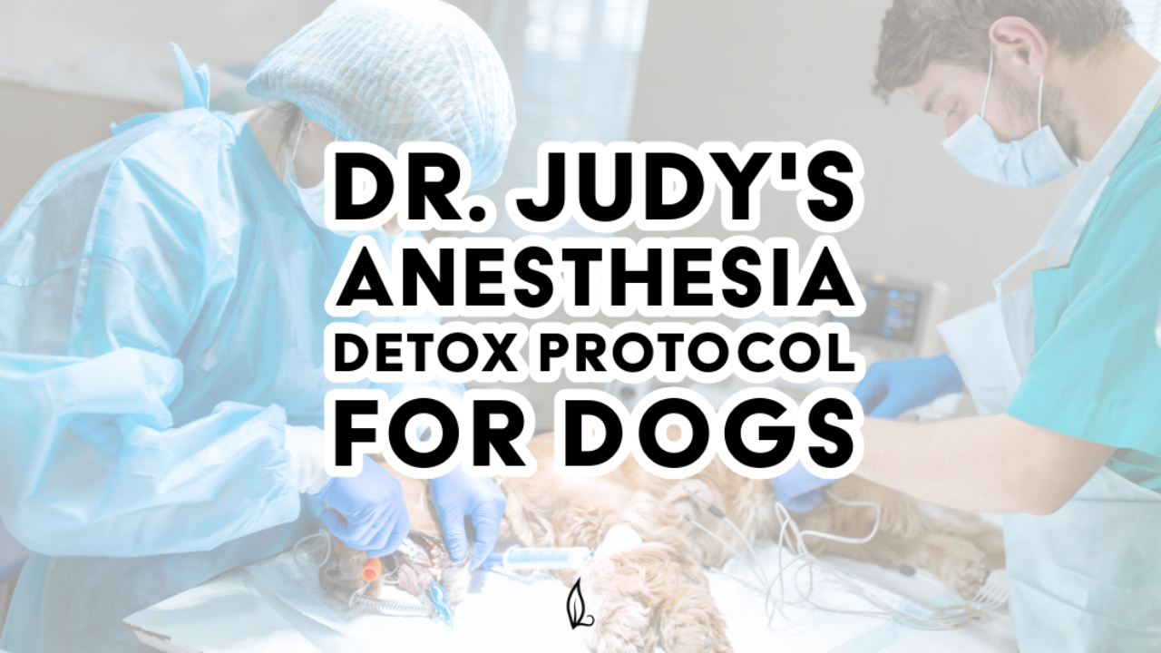 A veterinarian in scrubs and a mask cares for an anesthetized dog on an exam table. Bold text reads: Dr. Judy's Anesthesia Detox Protocol for Dogs—supports liver detoxification during recovery.