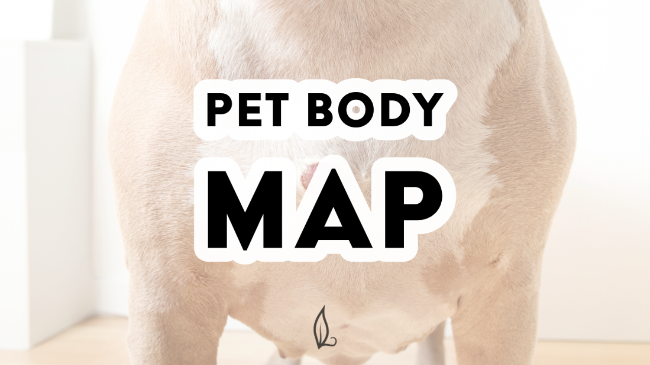 close up of a broad-chested white and tan dog, most likely a pit bull, with bold text overtop that reads "Pet body map"