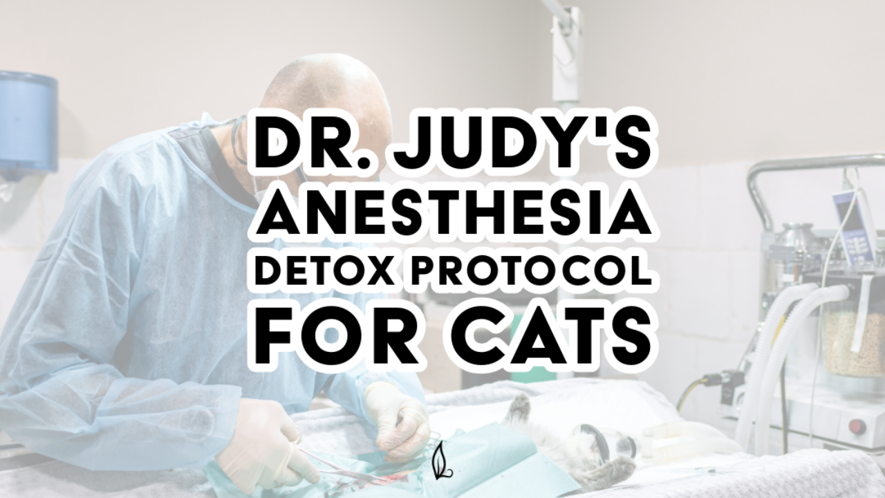 A veterinarian in scrubs and a mask performs a procedure on a cat in an exam room. Overlay text reads: “Dr. Judy's Anesthesia Detox Protocol for Cats"