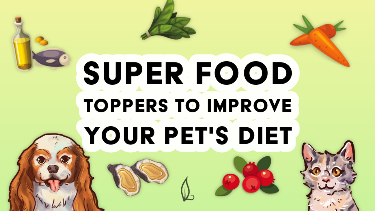 Illustrated dogs and cats sit below the text "Super Food Toppers to Improve Your Pet's Diet," surrounded by images of oil, fish, spinach, carrot, oyster, berries, and herbs—each thoughtfully selected as superfoods for dogs—all set against a green-yellow gradient background.