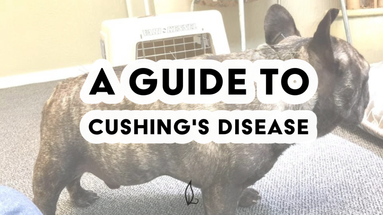 A brindle French Bulldog stands on a carpeted floor near a white dog crate and chair, bold text overlaying the images reads "A Guide to Cushing's Disease" .